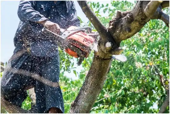 tree services Dresser